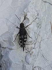 Oedipoda