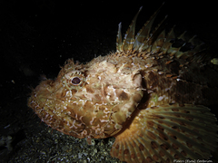 Scorpaena scrofa