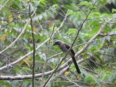 Dendrocitta formosae