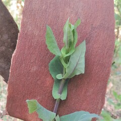 Senecio velleioides