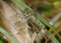 Hemigomphus heteroclytus