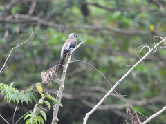 Dendrocitta formosae