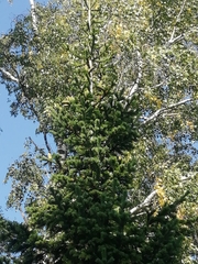 Abies sibirica