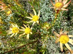 Leucadendron sessile