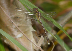 Hemigomphus heteroclytus