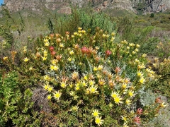 Leucadendron sessile