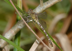 Hemigomphus heteroclytus