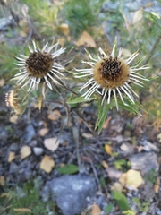 Carlina biebersteinii