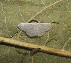 Idaea subsericeata