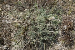 Astragalus tenuifolius