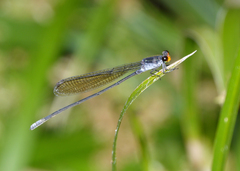Pseudagrion ignifer