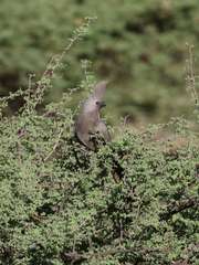 Corythaixoides concolor pallidiceps