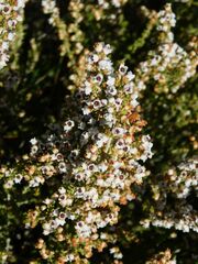 Erica setacea