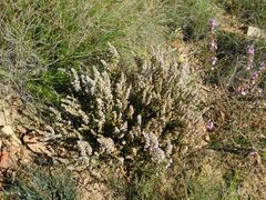 Erica setacea