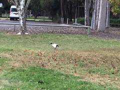 Threskiornis molucca