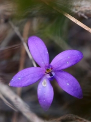 Glossodia minor