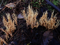 Phaeoclavulina ochracea