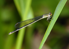 Pseudagrion ignifer