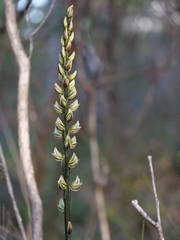 Prasophyllum elatum
