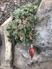 Oxytropis podocarpa