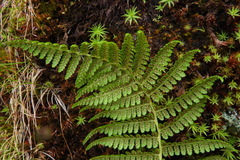 Athyrium oppositipennum