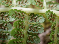 Athyrium oppositipennum