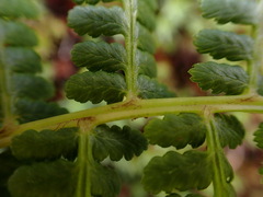 Athyrium oppositipennum