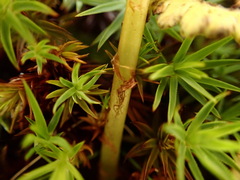 Athyrium oppositipennum