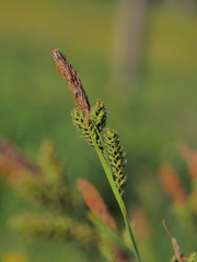Carex cespitosa