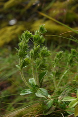 Veronica morrisonicola