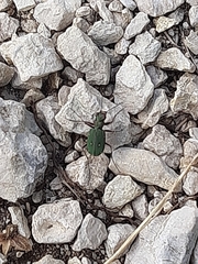 Cicindela campestris