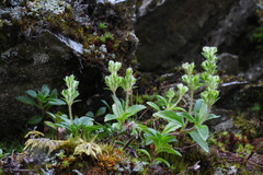 Veronica morrisonicola