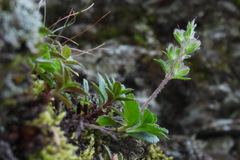 Veronica morrisonicola