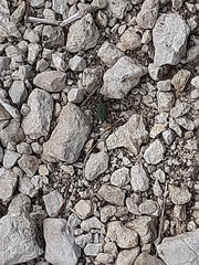 Cicindela campestris