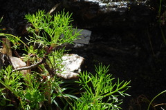 Artemisia morrisonensis