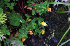Hypericum nagasawae