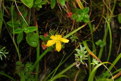 Hypericum nagasawae