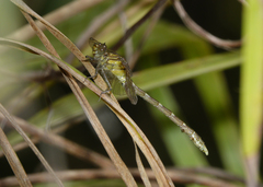 Hemigomphus heteroclytus
