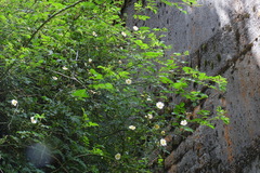 Rosa transmorrisonensis