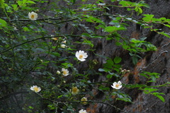 Rosa transmorrisonensis