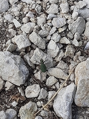 Cicindela campestris