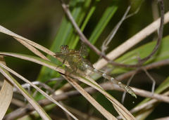 Hemigomphus heteroclytus