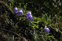 Adenophora morrisonensis