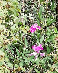 Lathyrus latifolius