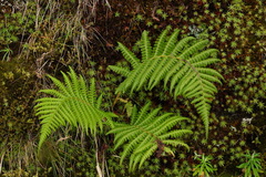 Athyrium oppositipennum
