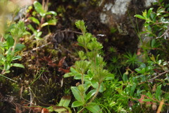 Veronica morrisonicola