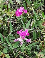 Lathyrus latifolius