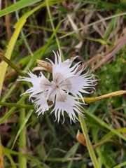 Dianthus hyssopifolius