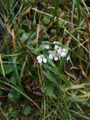 Achillea ptarmica