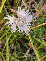 Dianthus hyssopifolius
